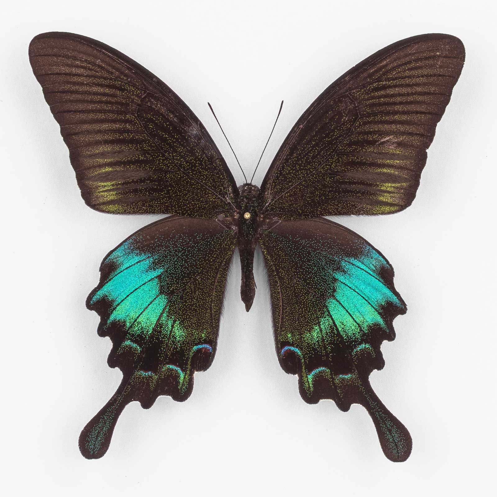 Papilio Polyctor Pinratanai ♂ チャンタブリ – オス