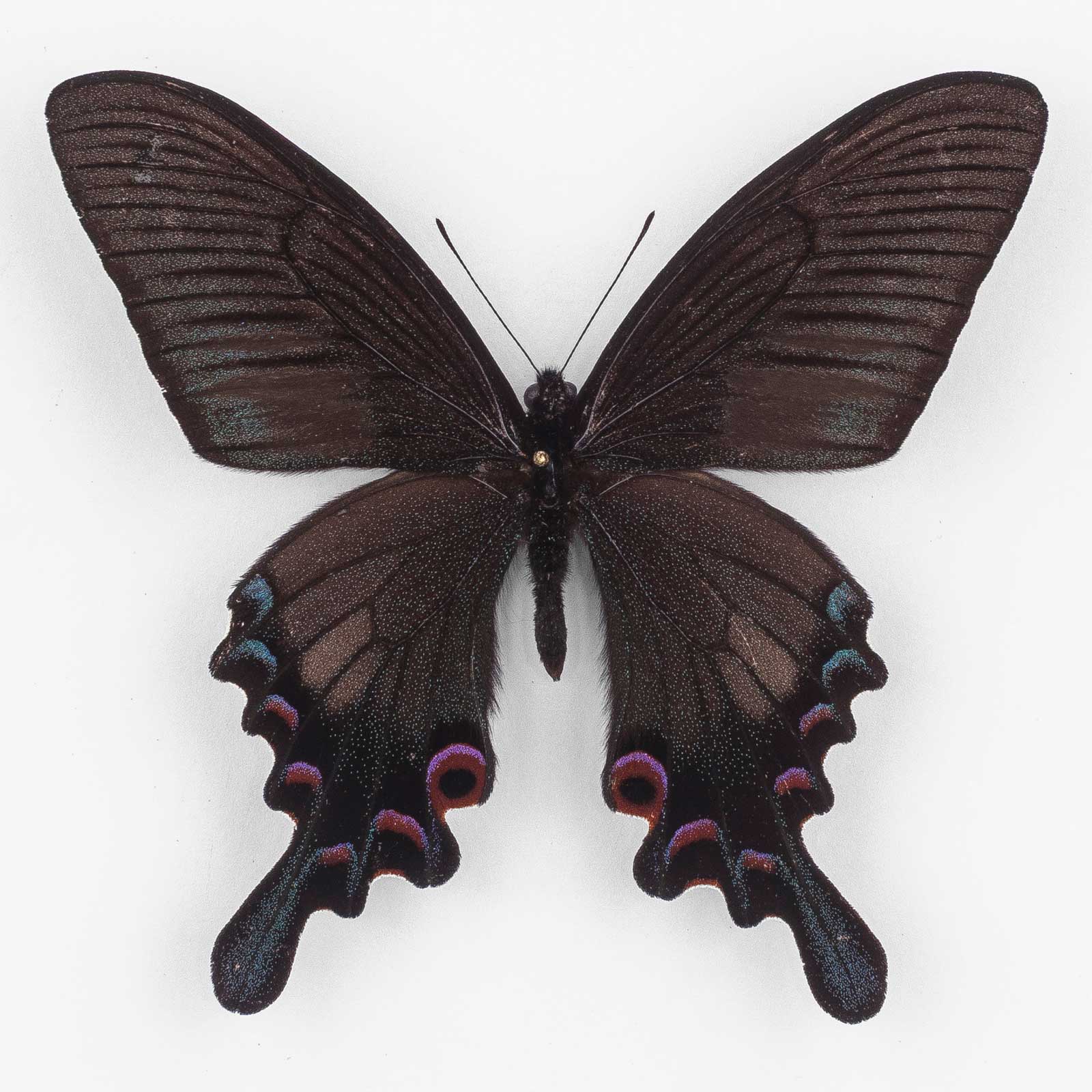 Papilio Syfanius Albosyfanius ♂ ギリシャ産 – オス