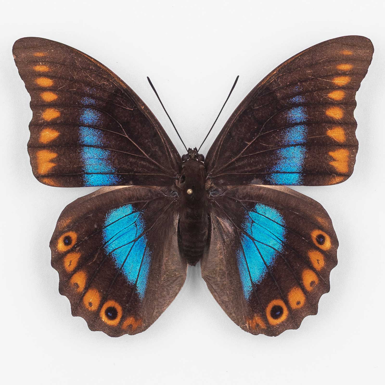 Prepona Deiphile Brooksiana ♀ Patla Puebla – Weibchen