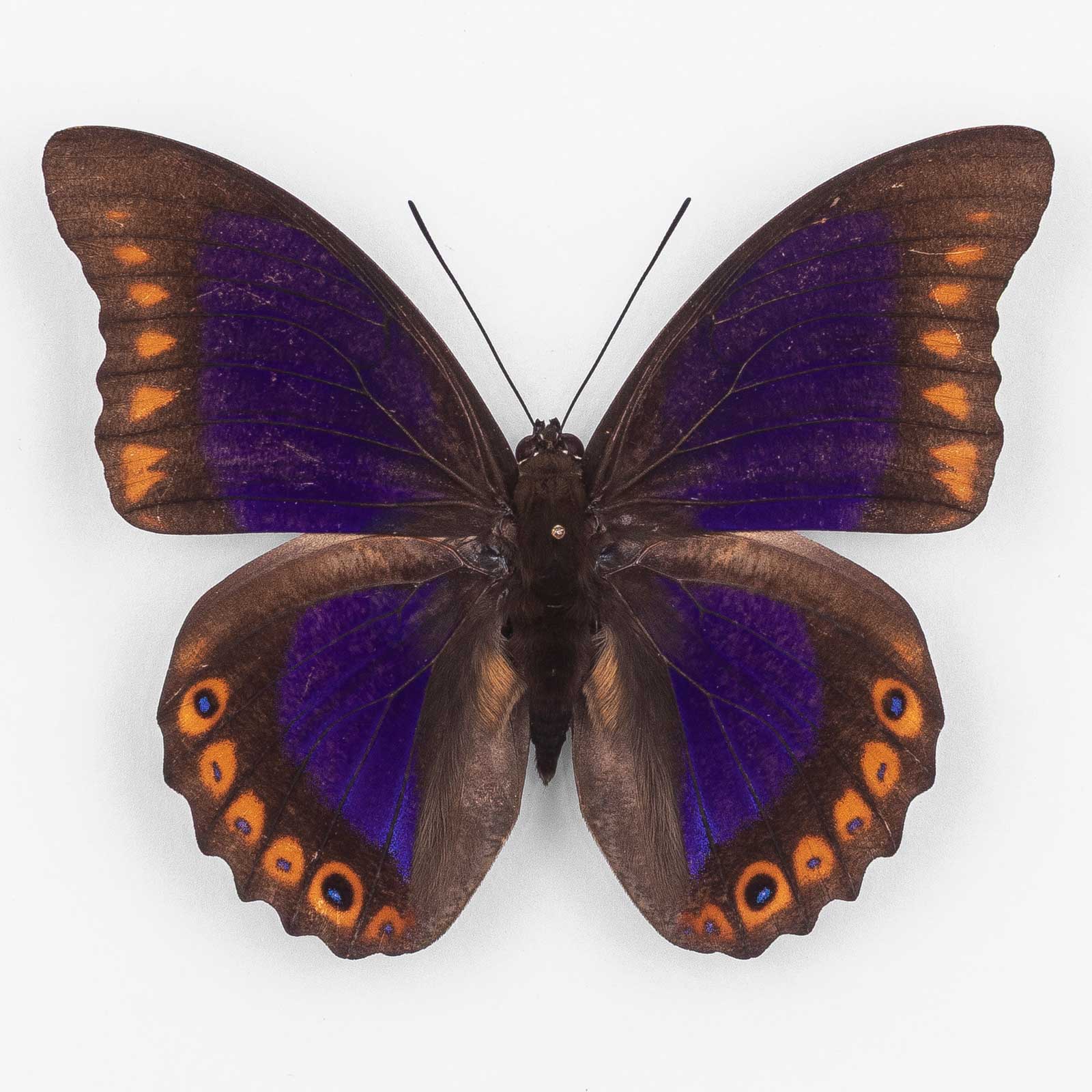 Prepona Deiphile Brooksiana ♂ Patla Puebla – Männchen 4