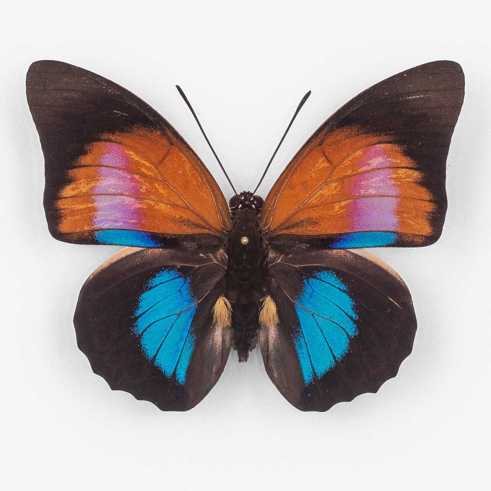 Prepona Dexamenus x Agrias Claudina Lugens – Hybrid ♂ Satipo – Männchen