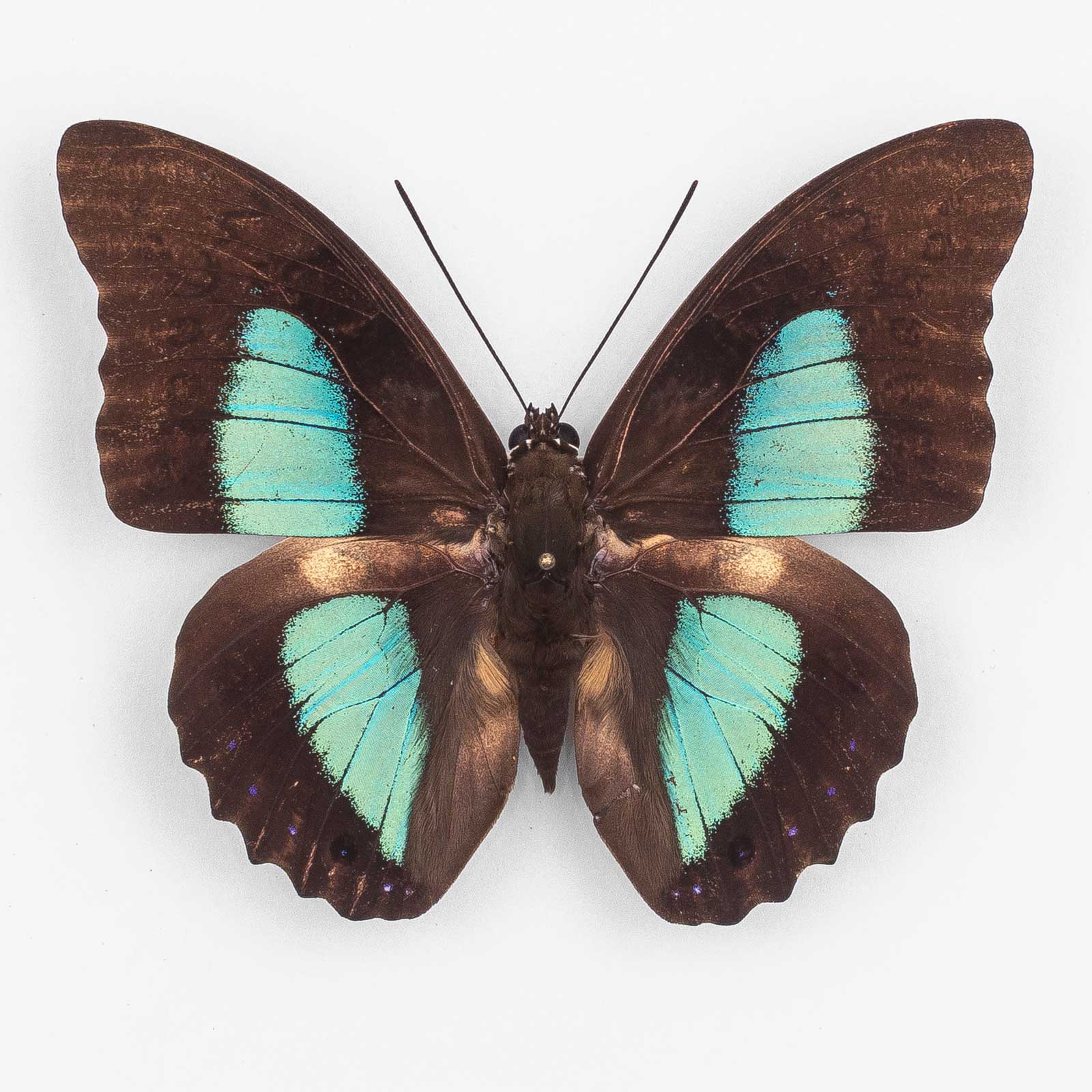 Prepona Eugenes ♂ Tingo Maria – Männchen