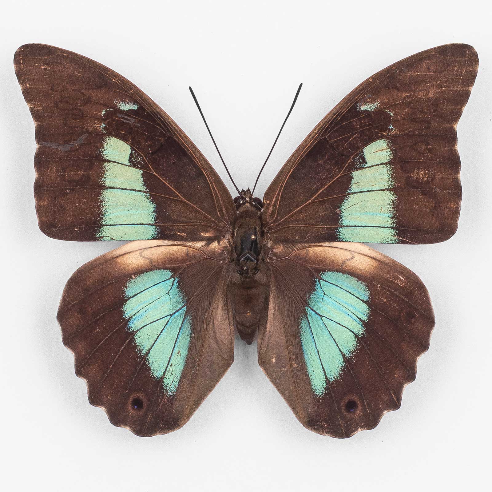Prepona Omphale Octavia ♀ Oxaca – Weibchen