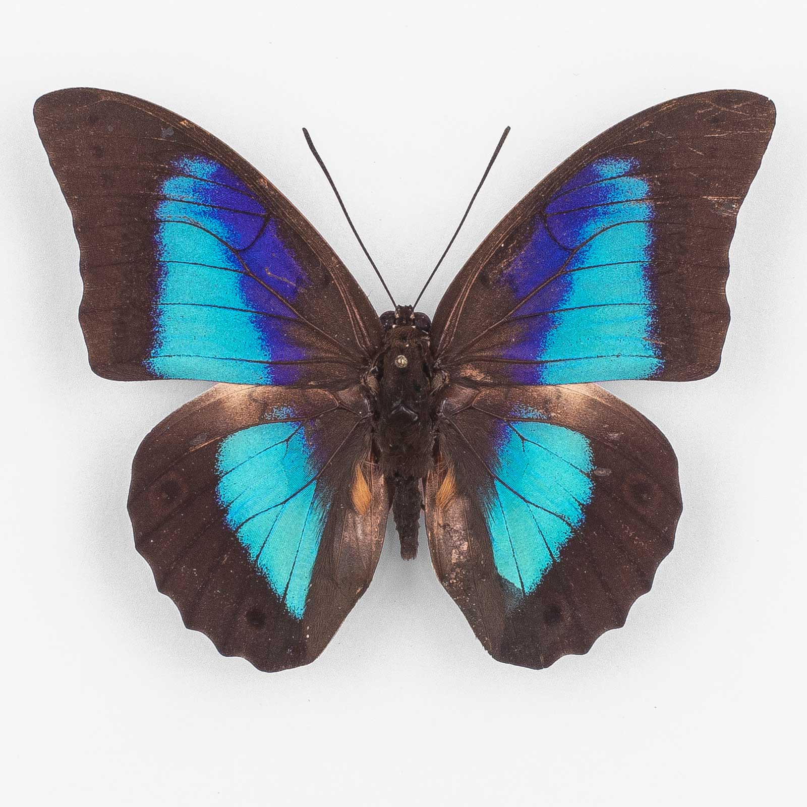 Prepona Omphale Octavia ♂ Costa Rica – Männchen