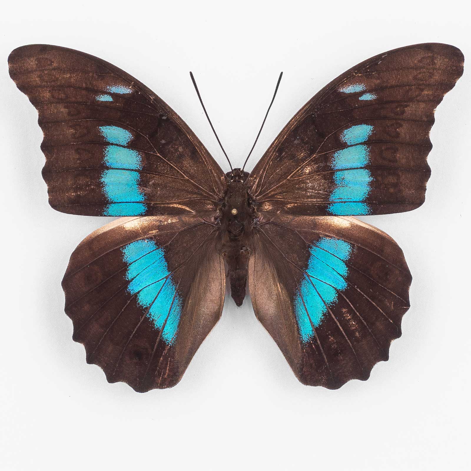 Prepona Pylene Proschion ♀ Santa Catarina – Weibchen