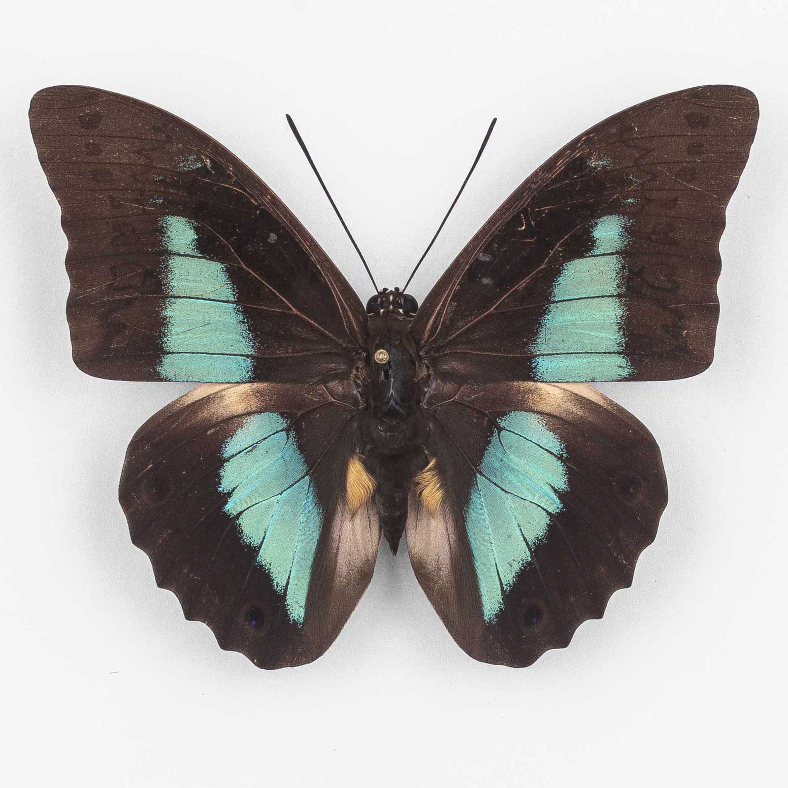 Prepona Laertes  ♀ Tocache – Weibchen
