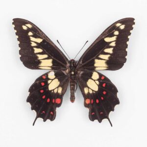 Euryades Duponchelii  ♂ Argentina - Maschio