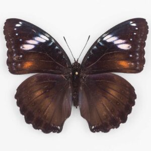Hypolimnas Bolina Lisianassa ♀ Ambon - Femmina