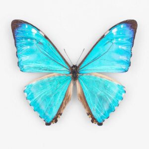 Morpho Zephyritis  ♂ Junin - Maschio 3