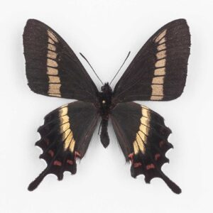 Parides Phalaecus Nieva ♂ Alto Nivea - Maschio