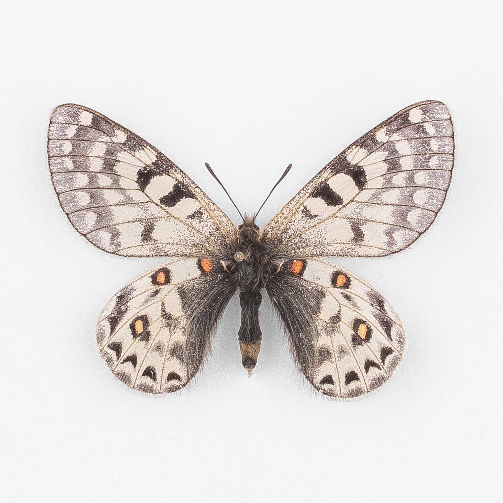 Parnassius Acco Tagalangi ♀ Ladakh – Weibchen